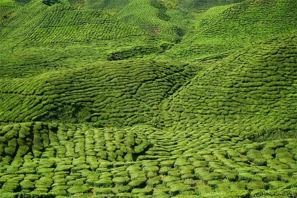 トマトに植えてはいけない8つの植物と失敗しない伴生選び