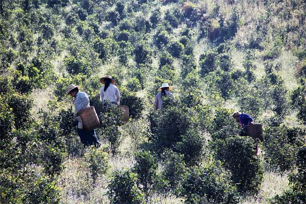 安い観葉植物を無料で増やすコツ 5つの実践的な方法