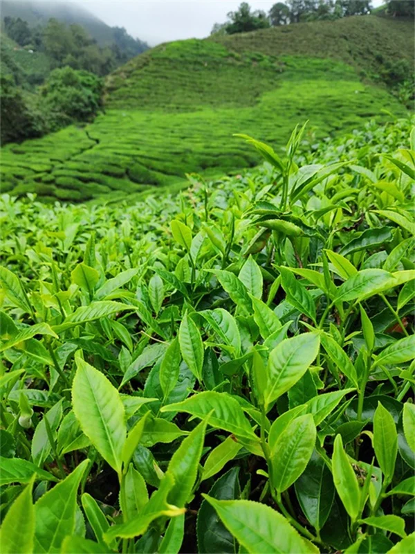 11月に絶対剪定すべき6つの植物と1つだけ春まで待つもの【庭師が解説】