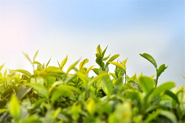 種まきの深さ、間違えると発芽率が激変！正しい深さの決め方
