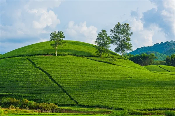 タイムのコンパニオンプランツで失敗しない！相性が良い植物5選と育て方のコツ