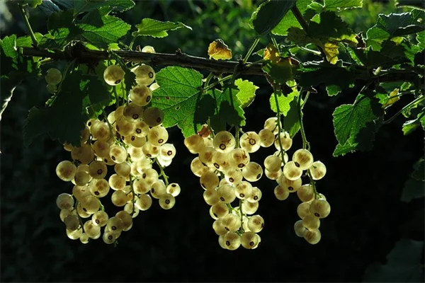 種から育てるのはもうやめよう！6年目の私が教える6つの無駄な植物