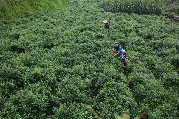 クリスマスに咲く植物6選｜実体験から選び方と育て方を解説