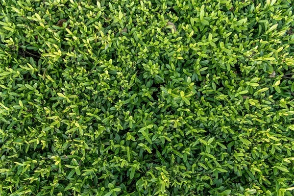 5年使ってわかった！球根植え付けに最適なツール.